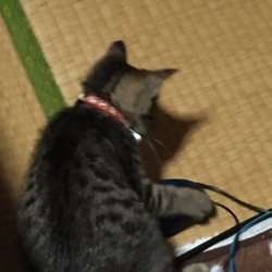 初のネズミ退治か⁉︎