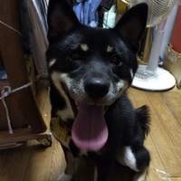 ロロ