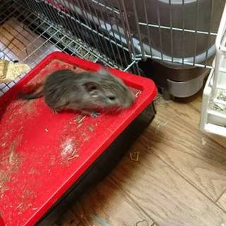 可愛いデグーの子供達、里親様決まりました。