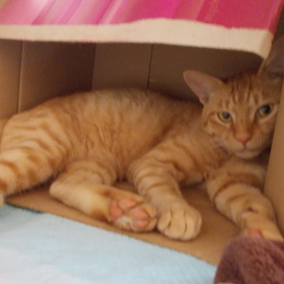 とっても甘えん坊で、かぎ尻尾で茶トラの男の子です。