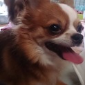 里親募集してます。よろしくお願いします。