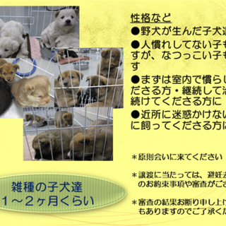 ふわもこ仔犬、たくさん御縁待っています！