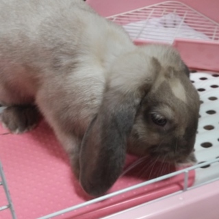 ロップイヤーちゃんの里親さん募集！！