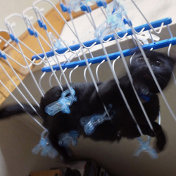 ハンガーアスレチック