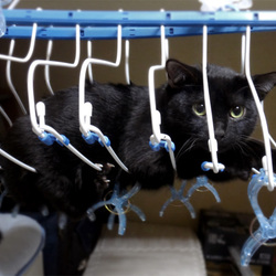 「ハンガーアスレチック」サムネイル2