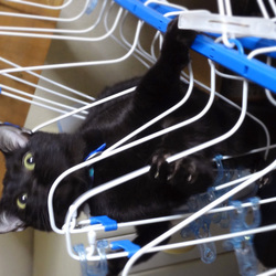 「ハンガーアスレチック」サムネイル3