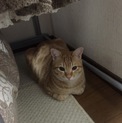 茶トラの男の子