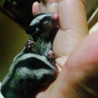 優しい里親さんの家族になりました