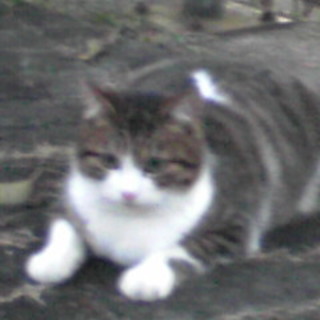 母猫と離れて一人ぽっちです...