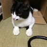 【白黒】うしさん（仮名） サムネイル5