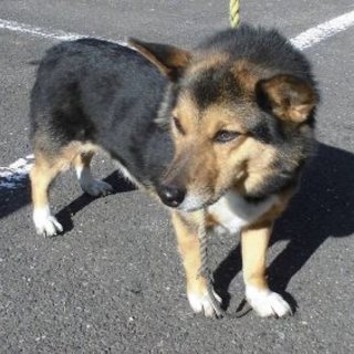 2016-01-0001　中型オス