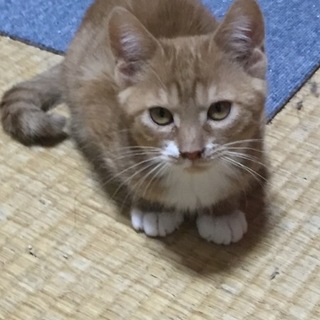 ミーシャです！一緒に遊ぼう。