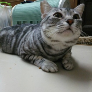 アメショー　男の子