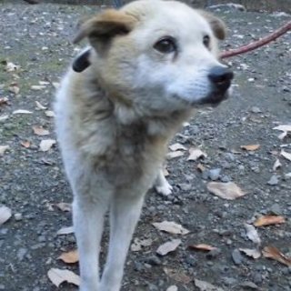 2015-12-0005　中型オス