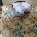 お陰さまで里親決定しました(^ ^)