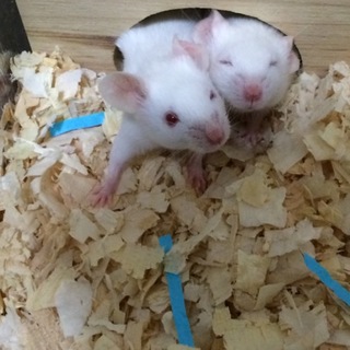 お陰さまで里親決定しました(^ ^)