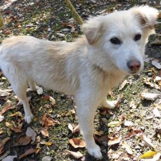 2015-11-0003　中型メス