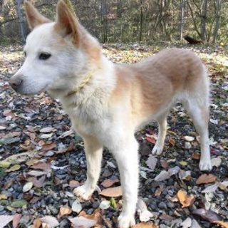 2015-11-0002　中型オス