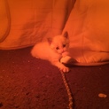 白い子猫