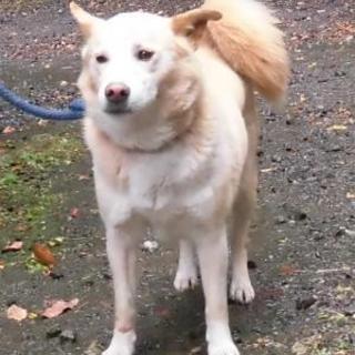 2015-11-0001　中型オス