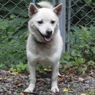 2015-08-0005　中型オス