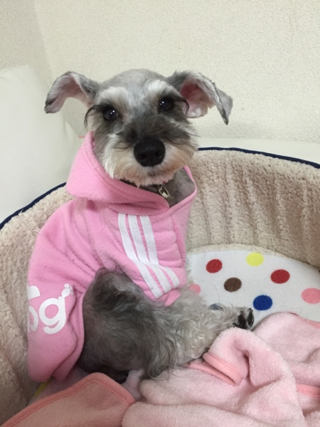 渡辺ショコラ