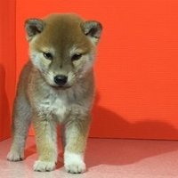 りん