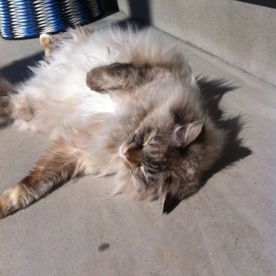 uli uliのカバー写真