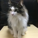 [再募集]人が大好きな穏やかなノルウェージャン♬