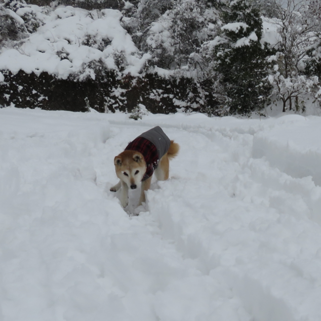 tomocatのカバー写真