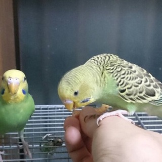 オーバリングリーン　　若ヒナの里親様募集