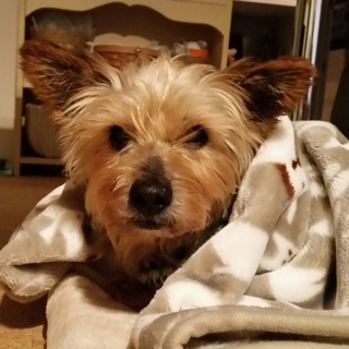 おとぼけヨーキーヨージーくんトライアルです