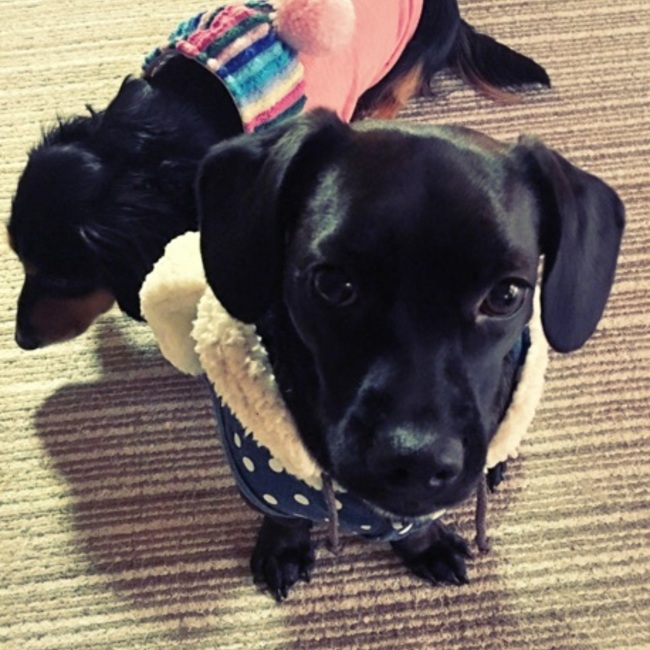 あんこmamaのカバー写真