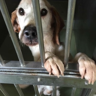 まだまだ元気なビーグルくん。