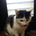 大人しい性格の女の子！  白黒子猫