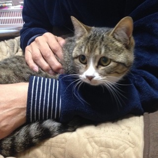 とても人懐こい女の子！  キジ白子猫