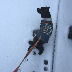 初雪＊*(ू•ω•ू❁)*＊