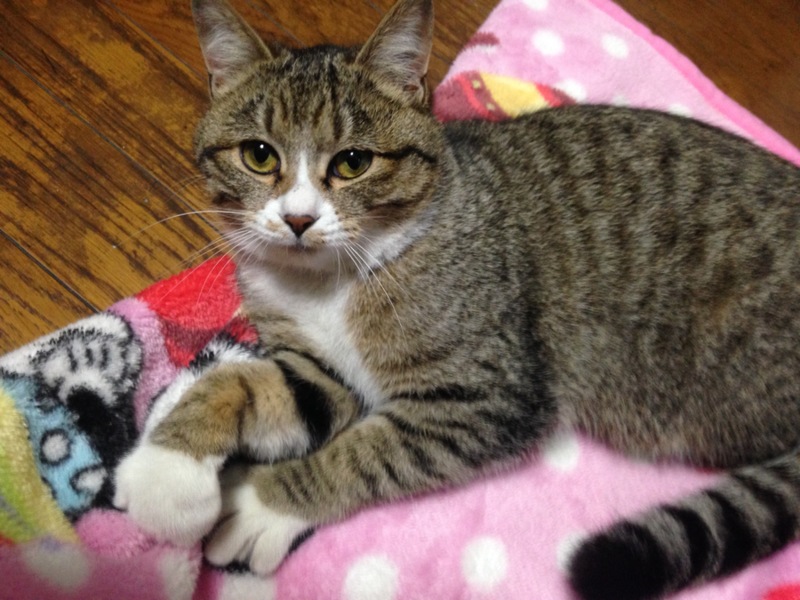 とても人懐こい女の子！  キジ白子猫 サムネイル2