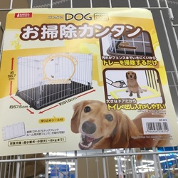 モルモットのお宅