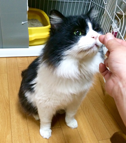 ハチワレ長毛、そうすけ♪」三重県 - 猫の里親募集(98008) 1枚目の画像