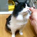 ハチワレ長毛、そうすけ♪