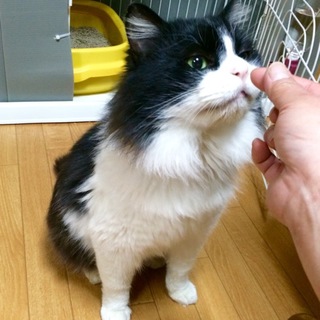 ハチワレ長毛、そうすけ♪