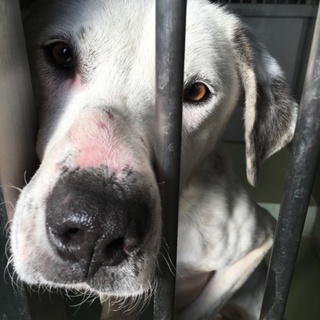 28日期限！優しい綺麗な子です！