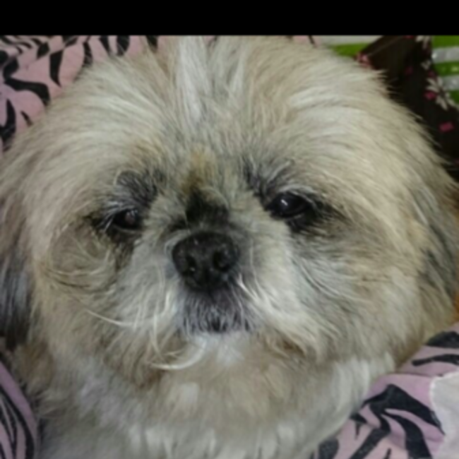 ドニドニのカバー写真