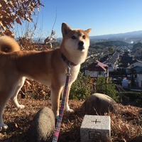 ハイジ