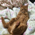 抱っこ大好き！人、猫大好き！寂しがりくん