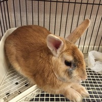 うさぴょん