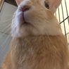 ドヤ顔うさぴょん(^^)