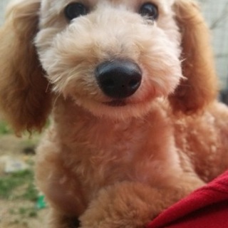 笑顔満点♪ゴールドくん