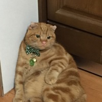 ドラ